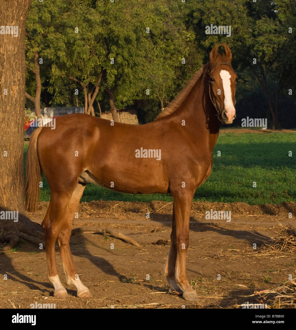 Cavallo India orecchie curvo Asia esotiche Indiane asiatiche Foto Stock