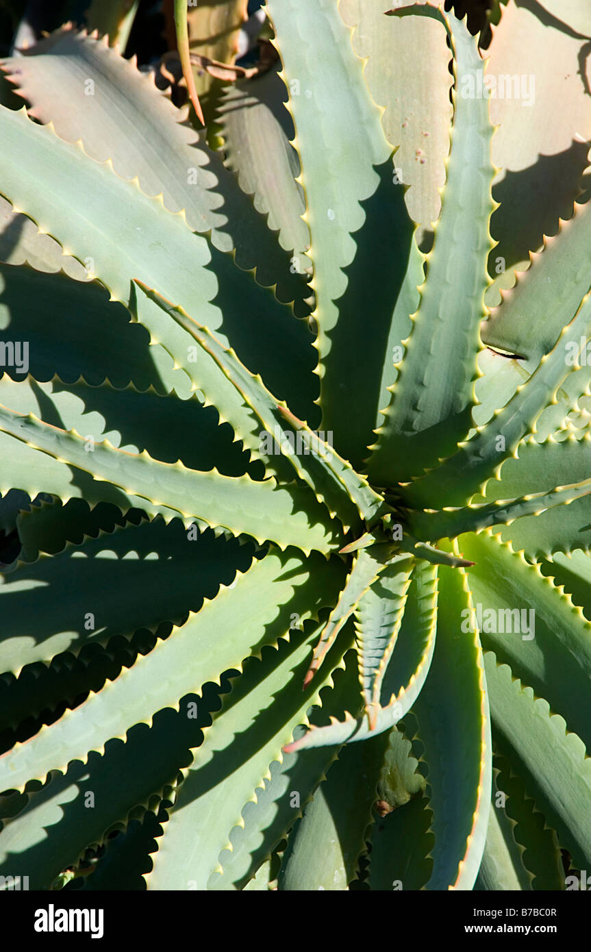 Aloe vera pianta medicinali Aloe piante succulente Foto Stock