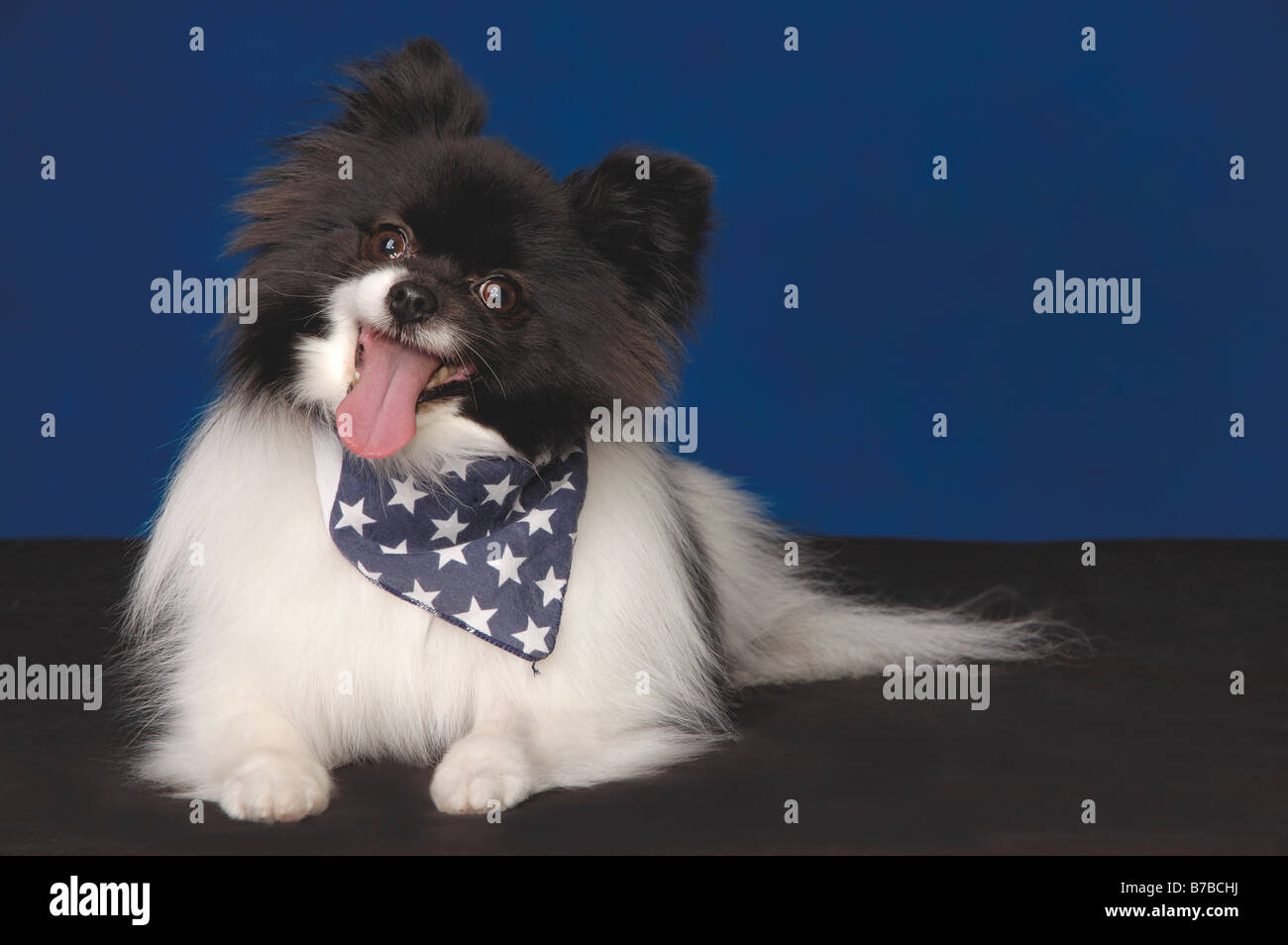 Cane di Papillon Foto Stock