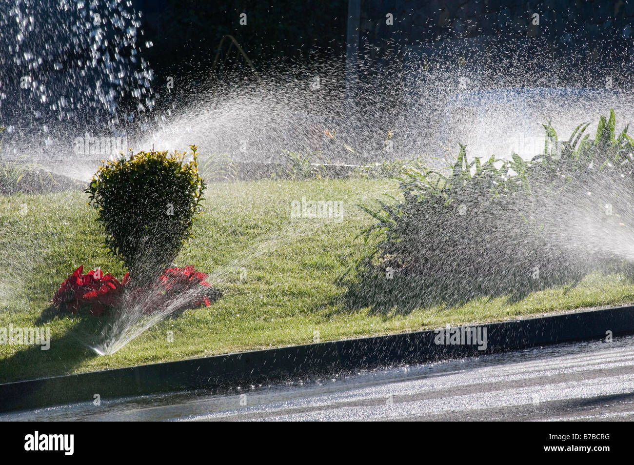 Irrigatore irrigazione acqua impianto di irrigazione di piante vegetali sistemi di tubazione flessibile tubo flessibile automatizzato di spruzzatura automatica squirt annaffiato gree Foto Stock