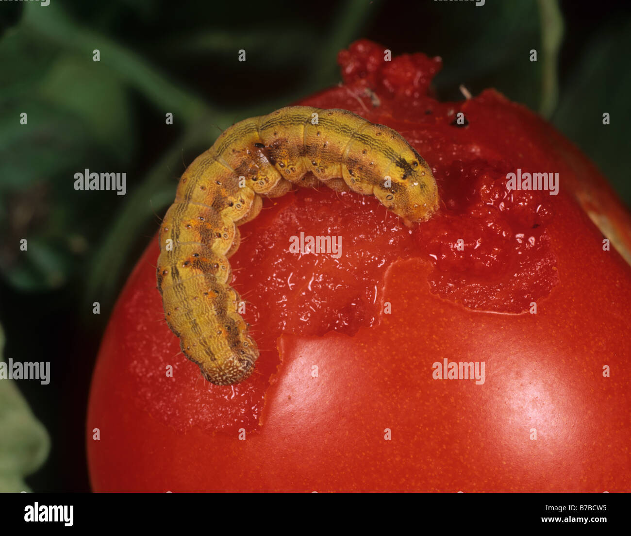 Il pomodoro fruitworm Helicoverpa armigera caterpillar colorato di arancione da alimentazione su un frutto di pomodoro Foto Stock