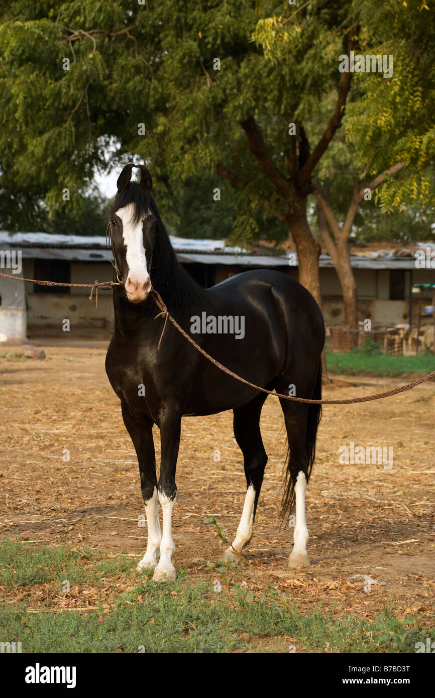 Cavallo India orecchie curvo Asia esotiche Indiane asiatiche Foto Stock