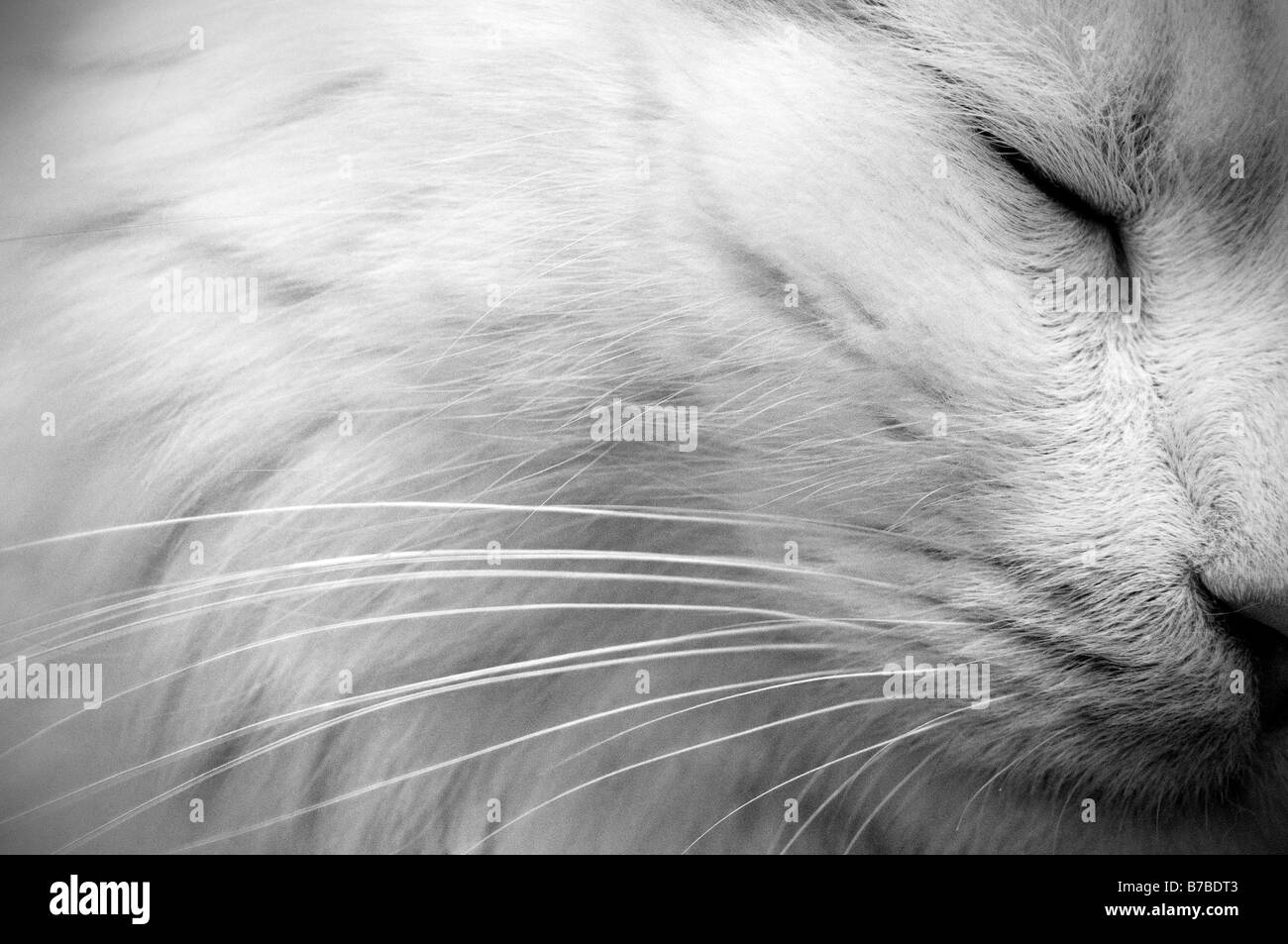 White cat. Dettaglio Foto Stock