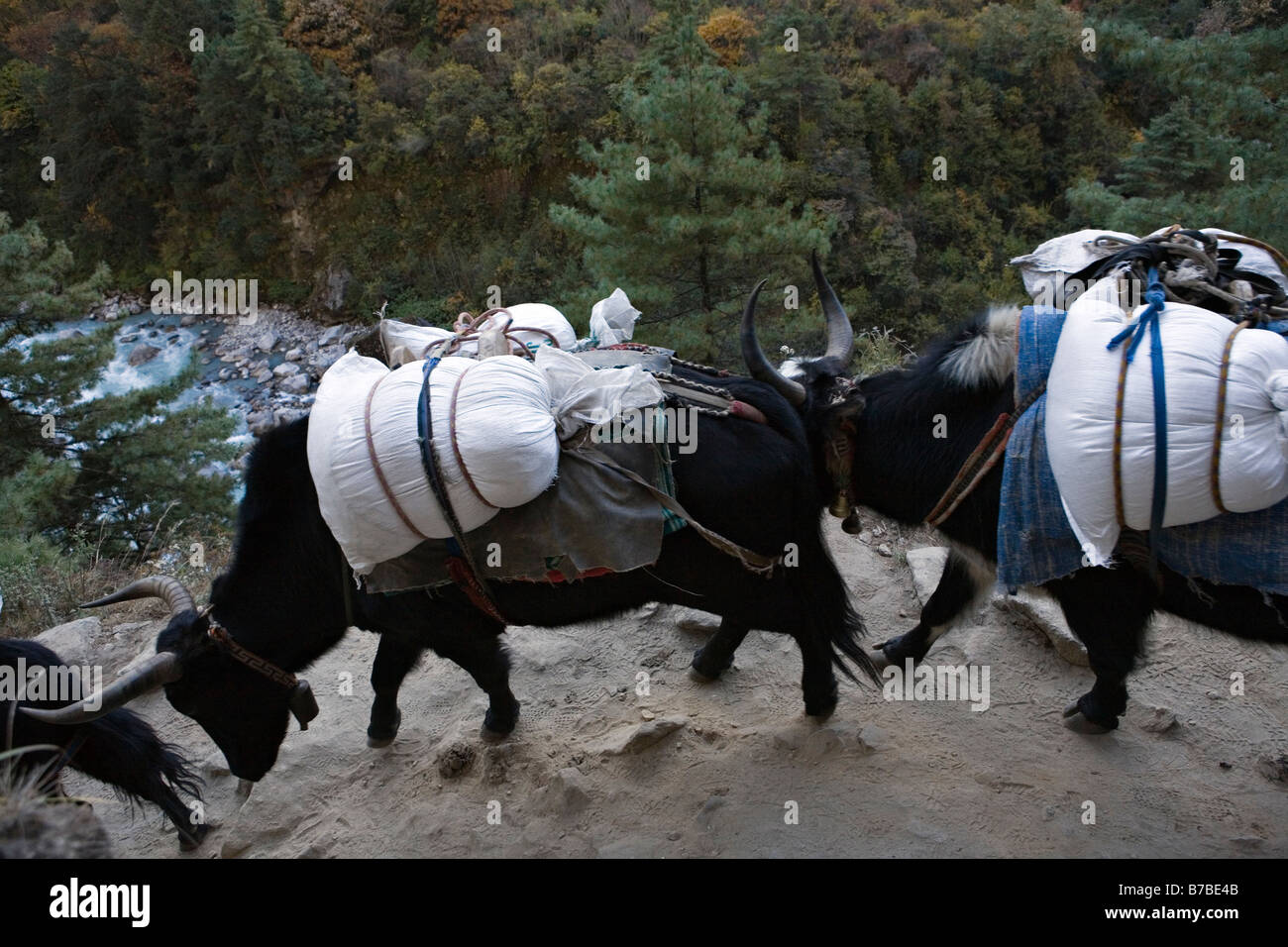 Un zopkio anche zokio dzopkio dzokio zopkyo dzopkio un incrocio tra una mucca e un yak Foto Stock