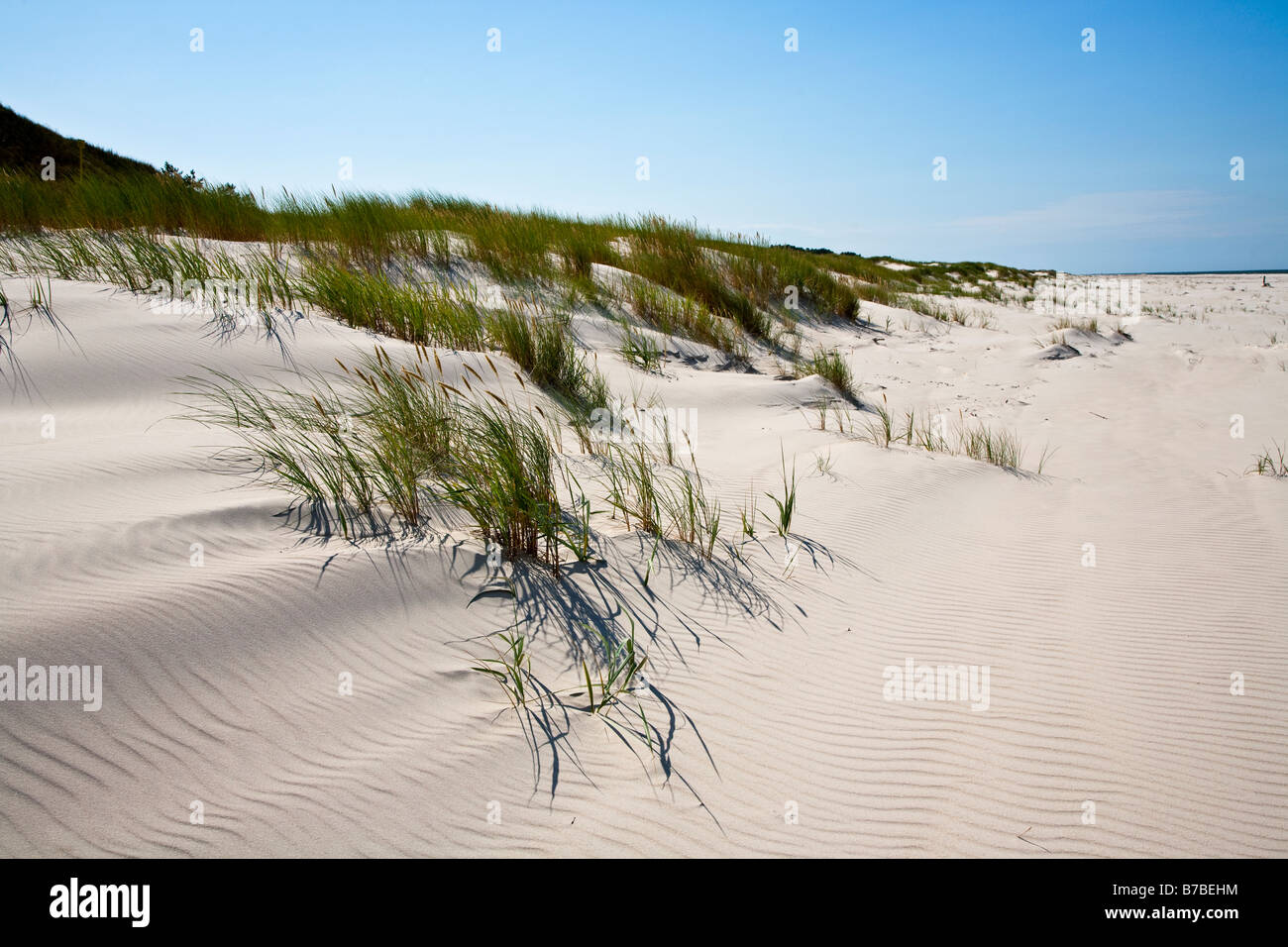 Marram grass Ammophilia arenaria nei giovani di dune di sabbia del Parco Nazionale di Slowinski Mar Baltico Polonia Foto Stock