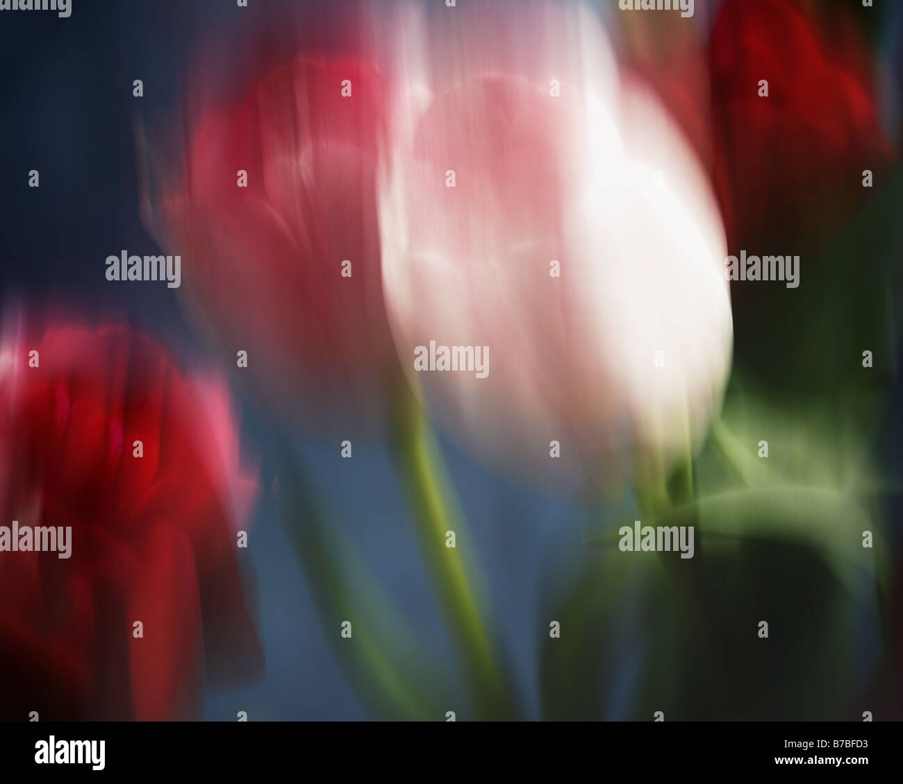 Arte: Tulip disposizione (Photo Art) Foto Stock