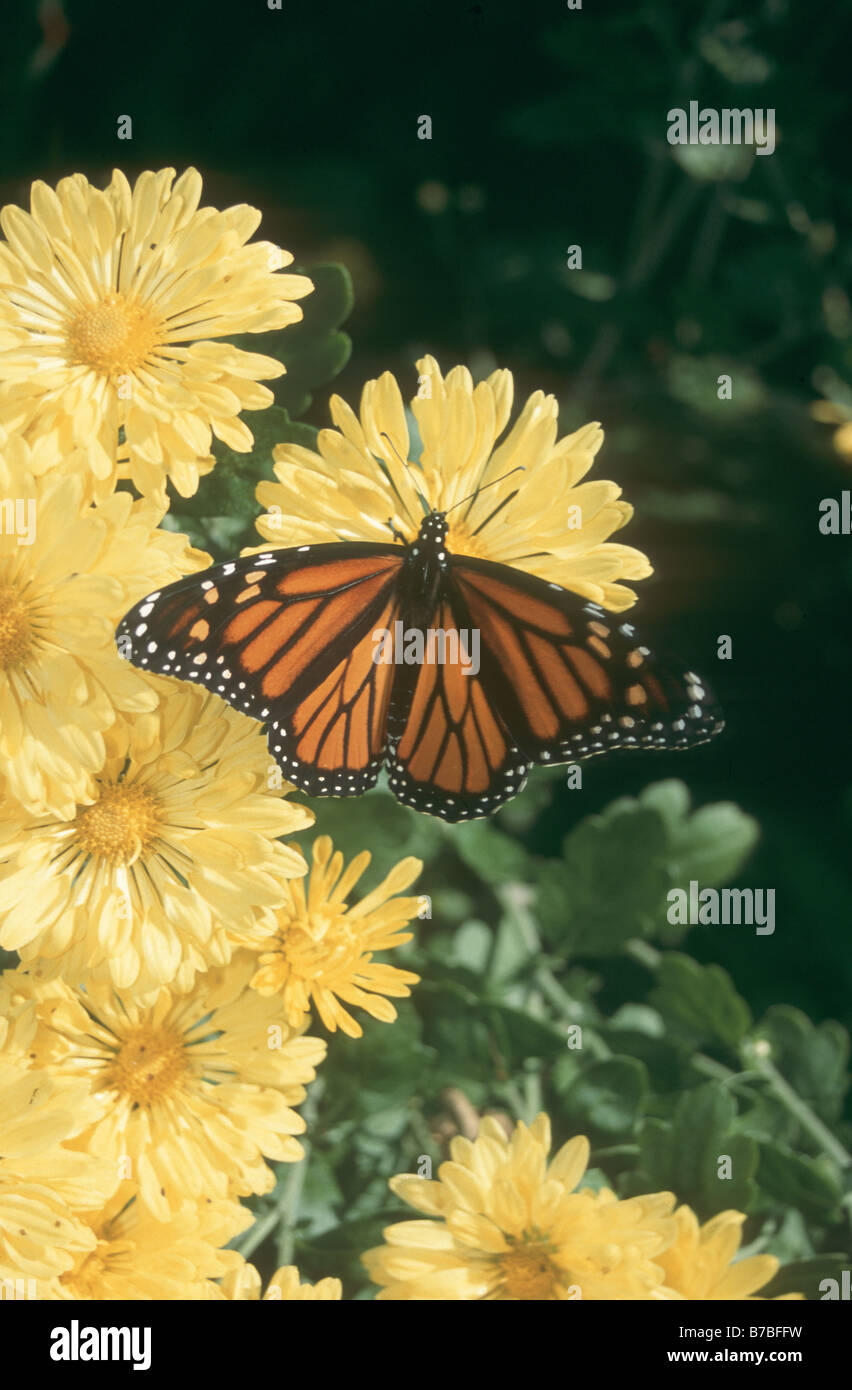 Farfalla monarca e crisantemo giallo nel giardino estivo. Foto Stock
