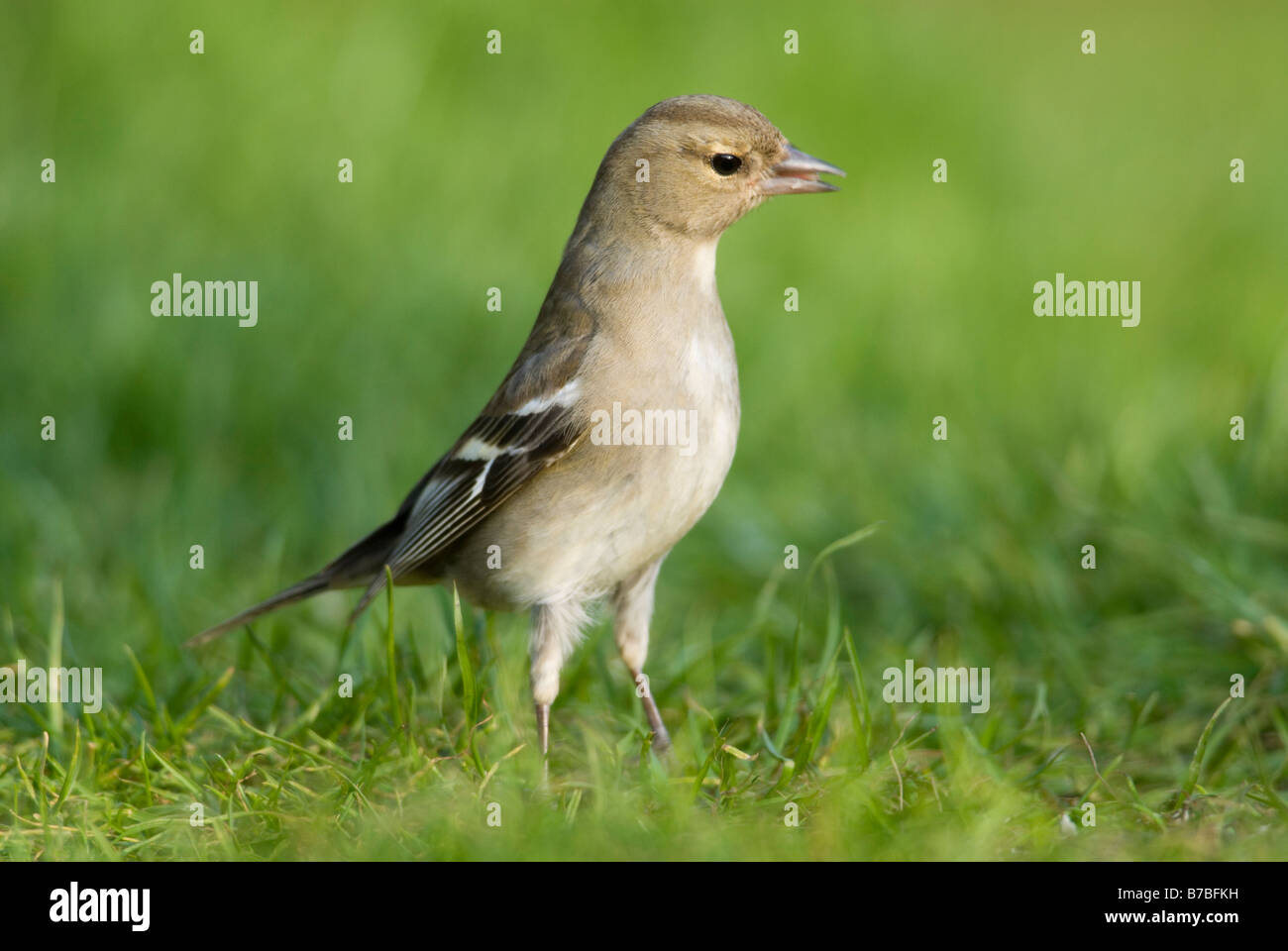 Femmina di fringuello Fringilla coelebs rovistando sul suolo South Lanarkshire Scozia Dicembre Foto Stock
