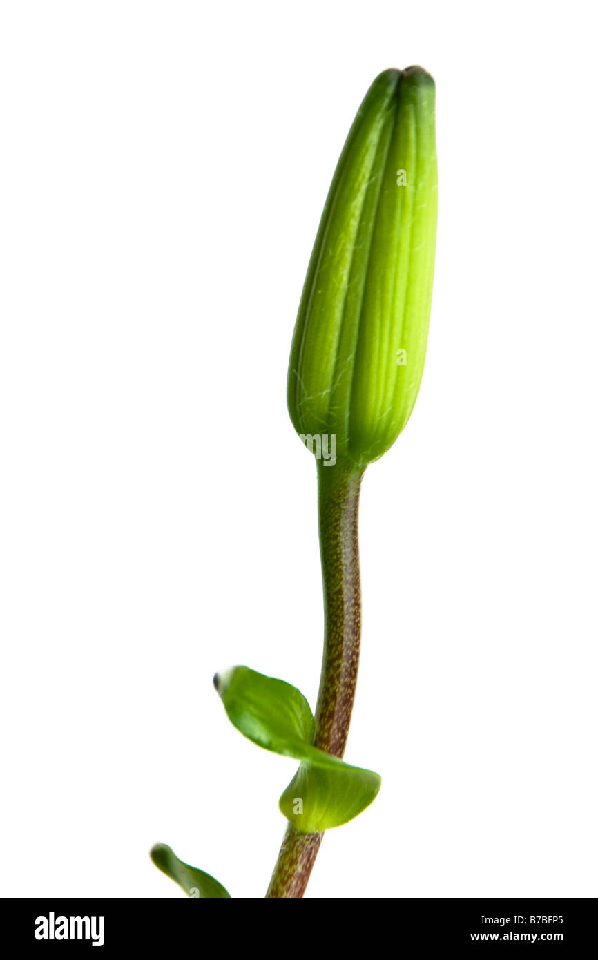 Close up di un giglio verde germoglio di fiore pronto a fiorire contro un bianco di sfondo silo Foto Stock