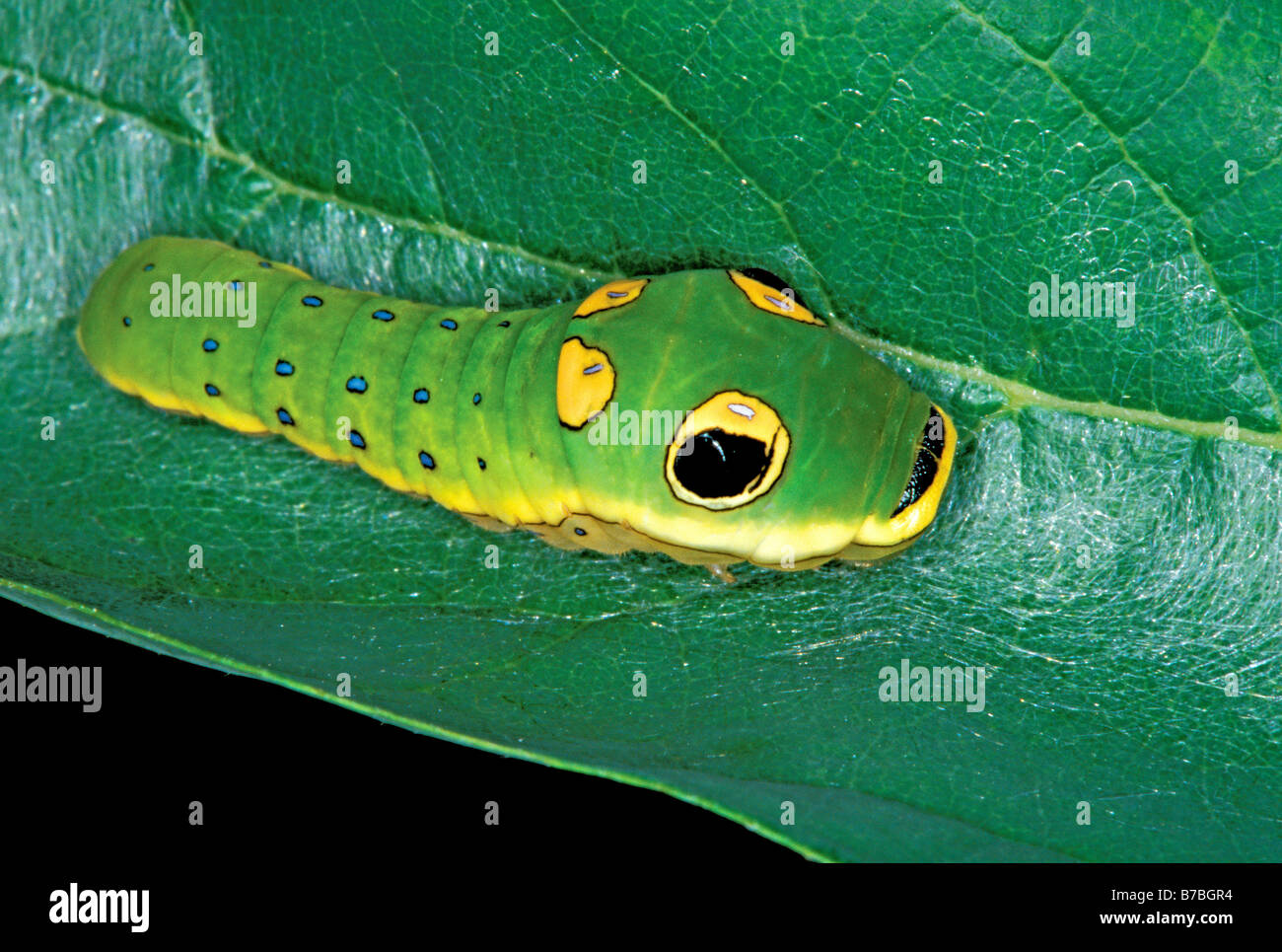 Spicebush caterpillar a coda di rondine Foto Stock