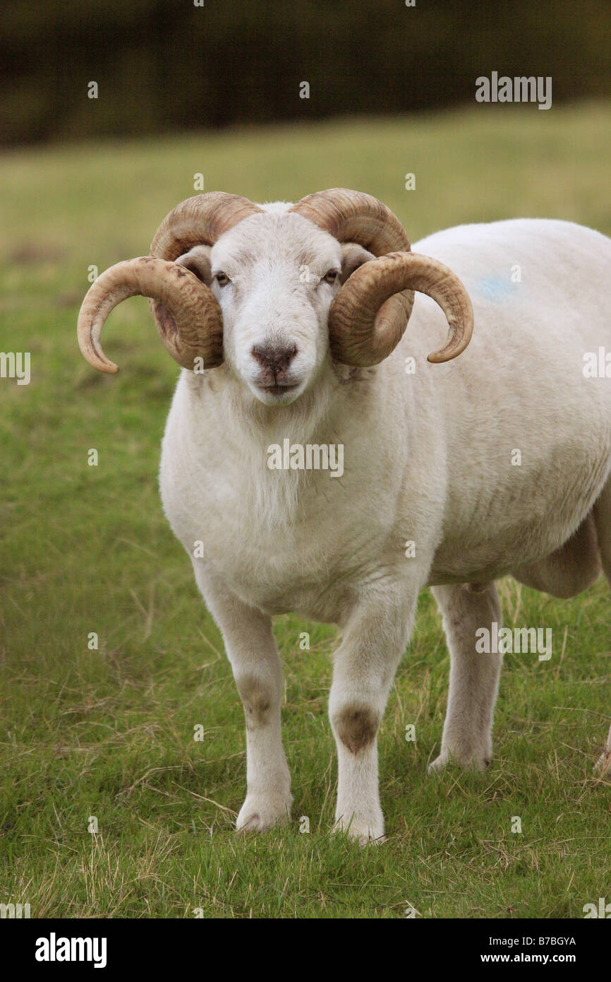 Wiltshire Horn Sheep. Ram Foto Stock