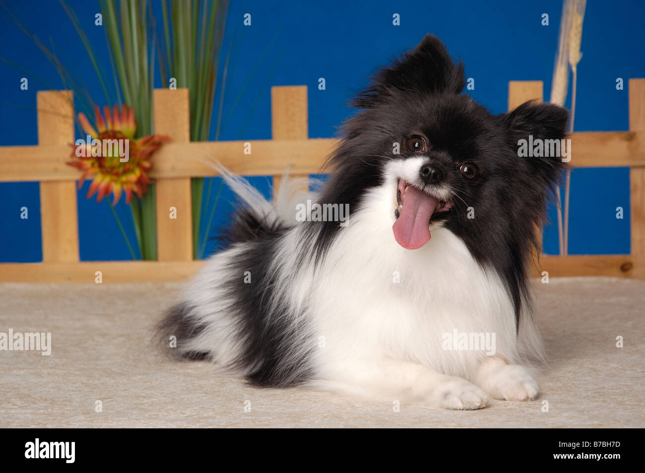 Cane di Papillon Foto Stock