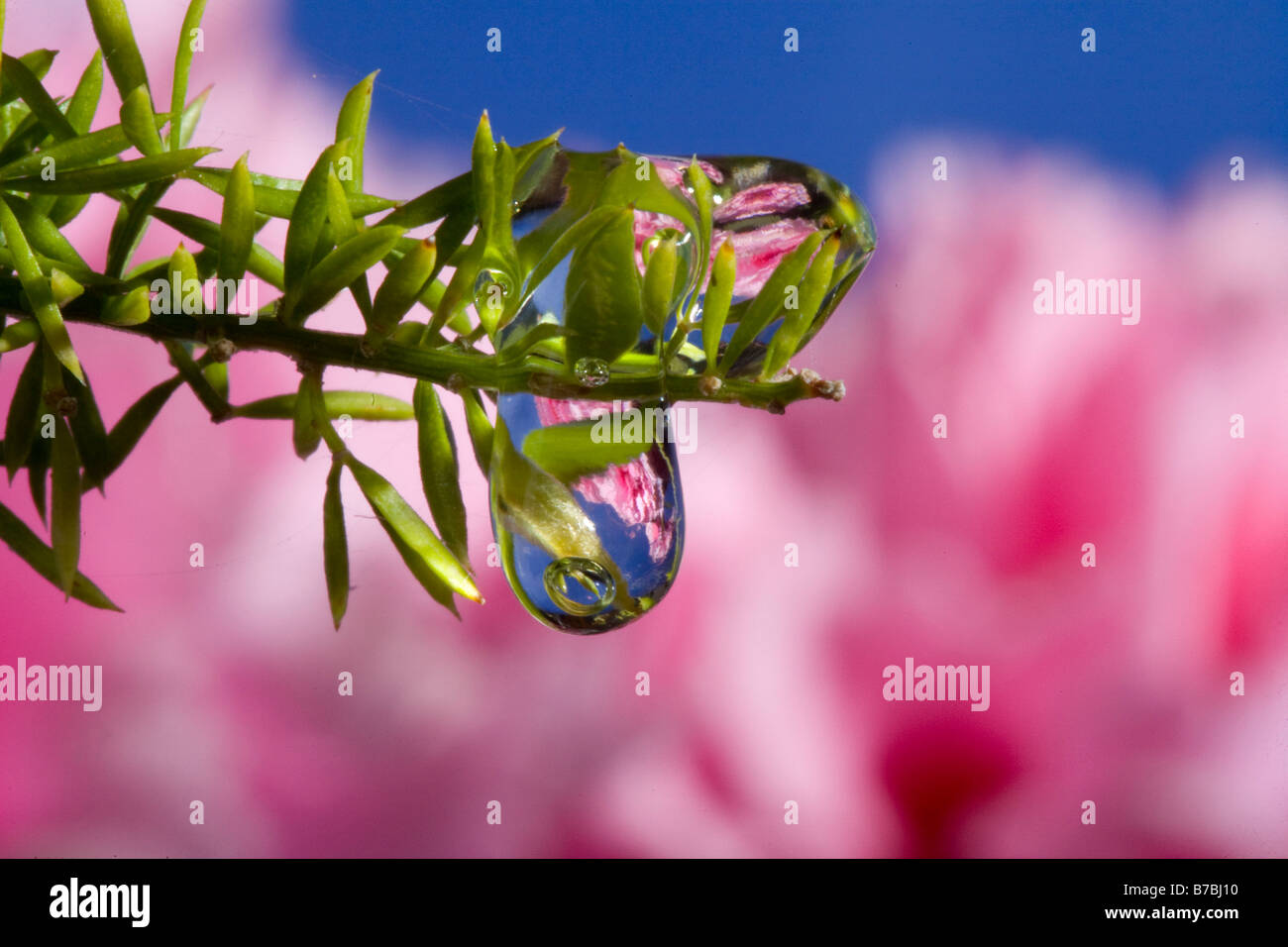 Una gocciolina d'acqua agisce come lente di fiori di immagine in base alla distanza Foto Stock