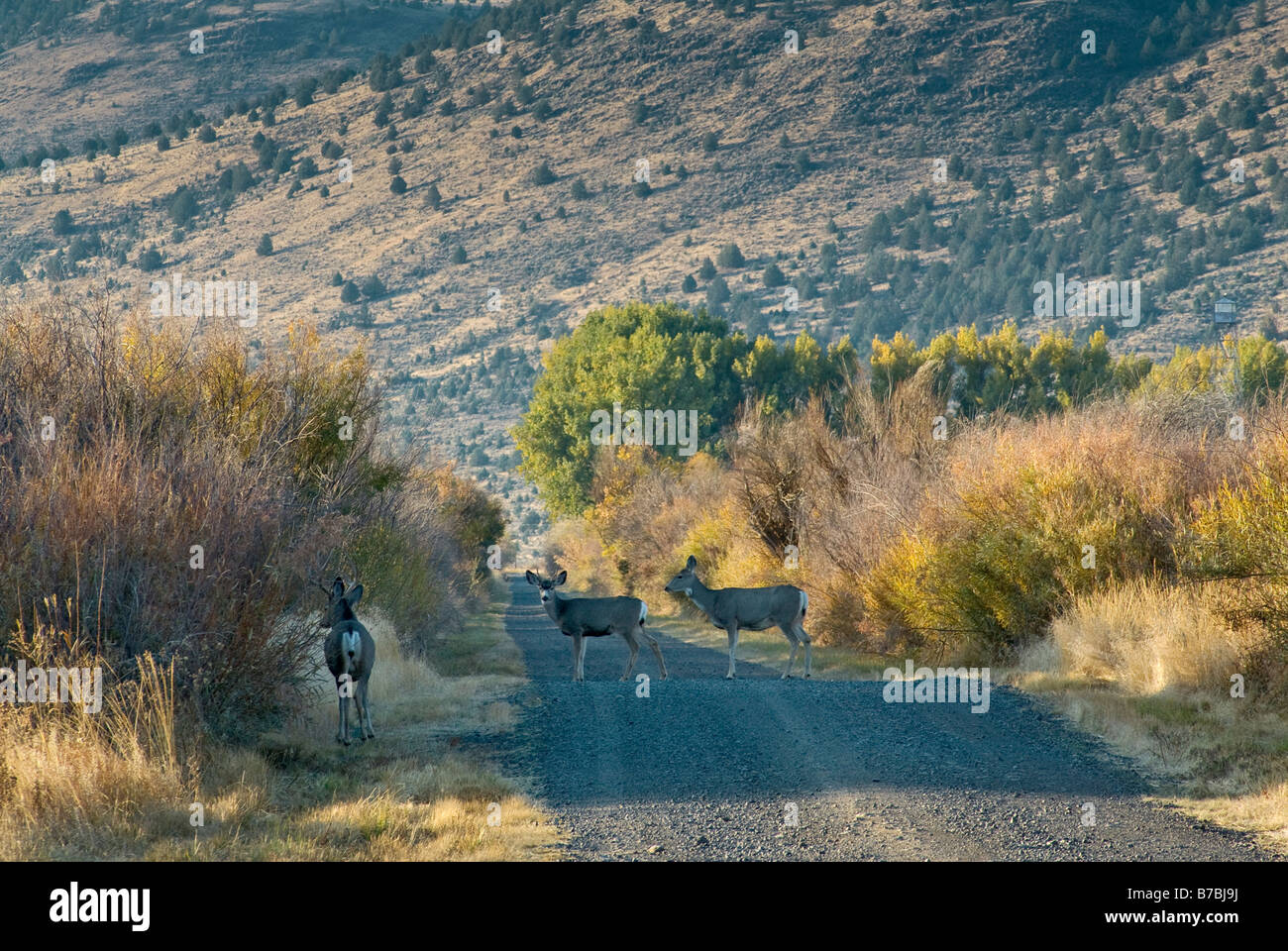 Il Cervo Centro di attraversamento stradale di pattuglia a Malheur National Wildlife Refuge Oregon USA Foto Stock