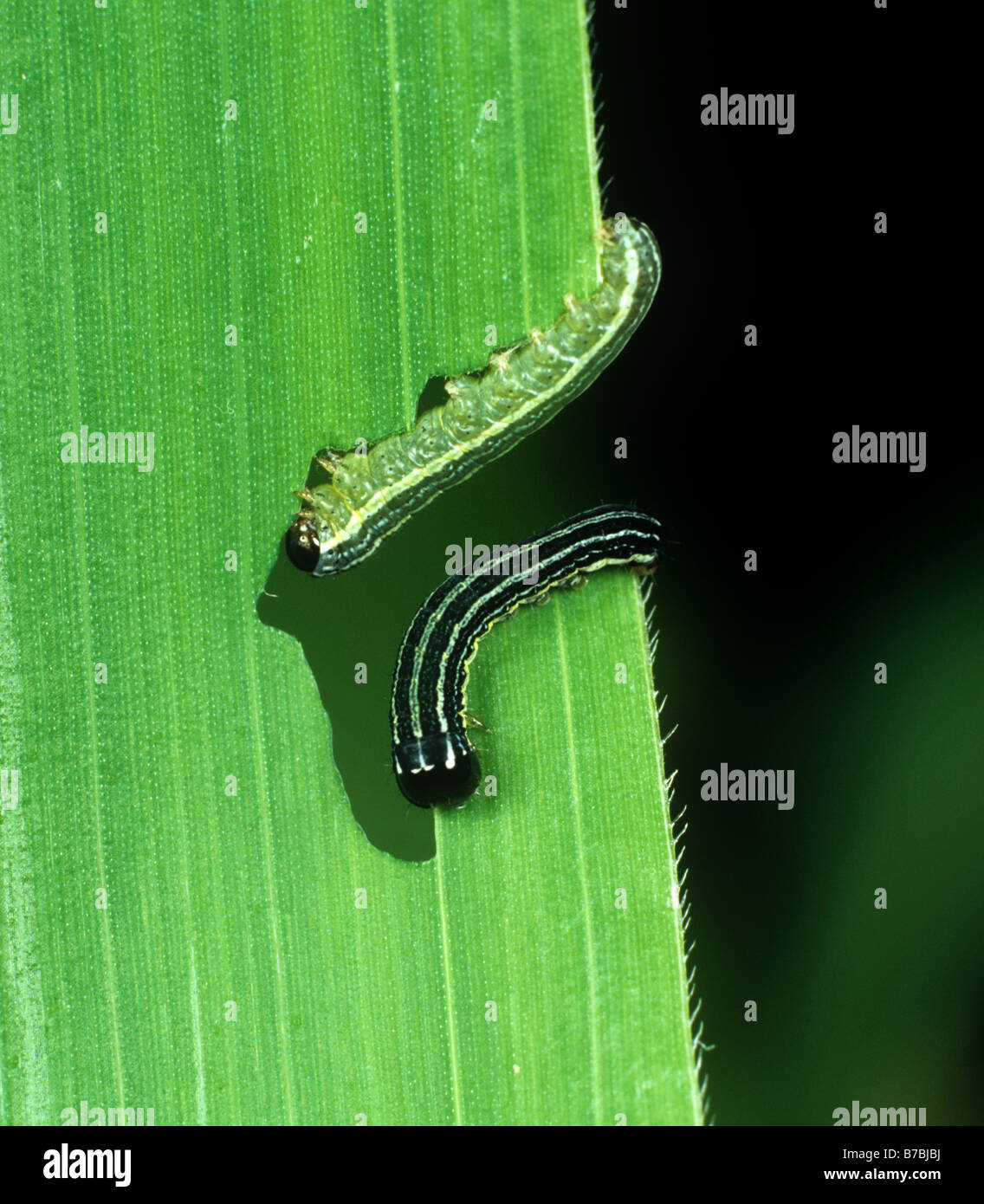 3 giovani africani instar armyworm Spodoptera exempta bruchi alimentazione su una foglia di mais Foto Stock