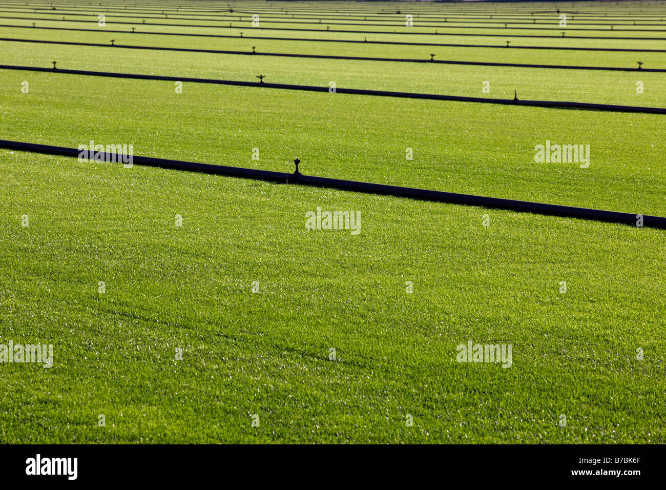 Ricca di verde erba cresce su una zolla fattoria nel sud della California, Stati Uniti d'America Foto Stock
