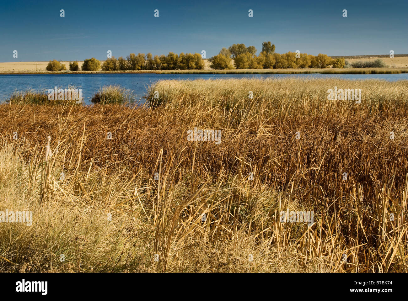 Reed salici e pioppi neri americani alberi a Benson stagno sul Malheur National Wildlife Refuge Oregon USA Foto Stock