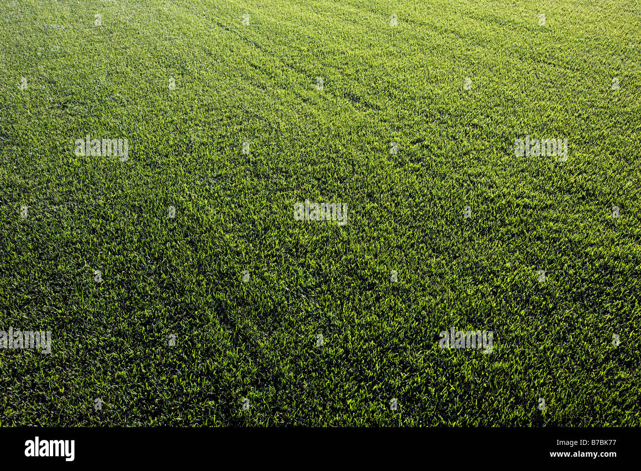 Ricca di verde erba cresce su una zolla fattoria nel sud della California, Stati Uniti d'America Foto Stock