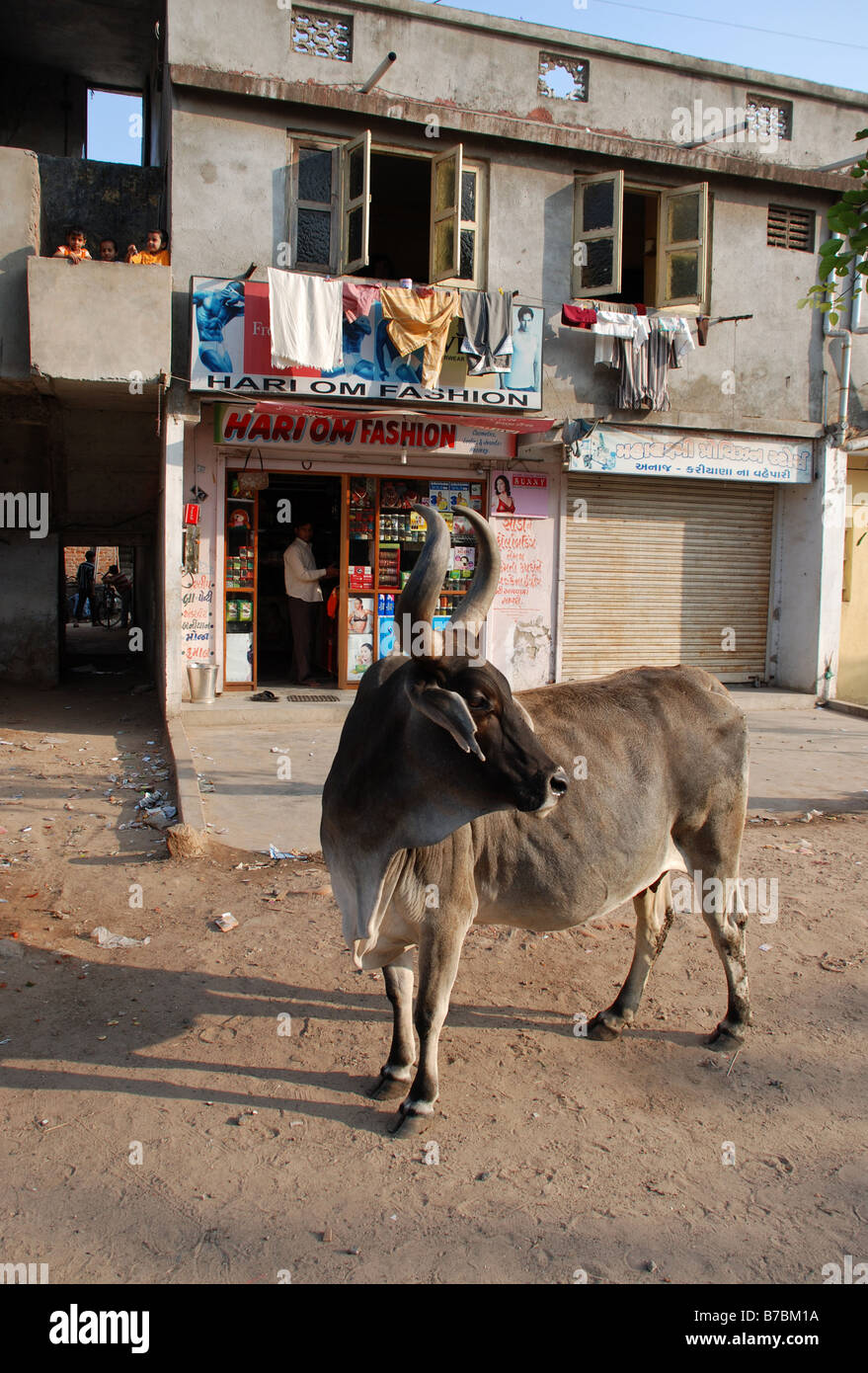 Close-up di vacca in Ahmedabad, India. Foto Stock