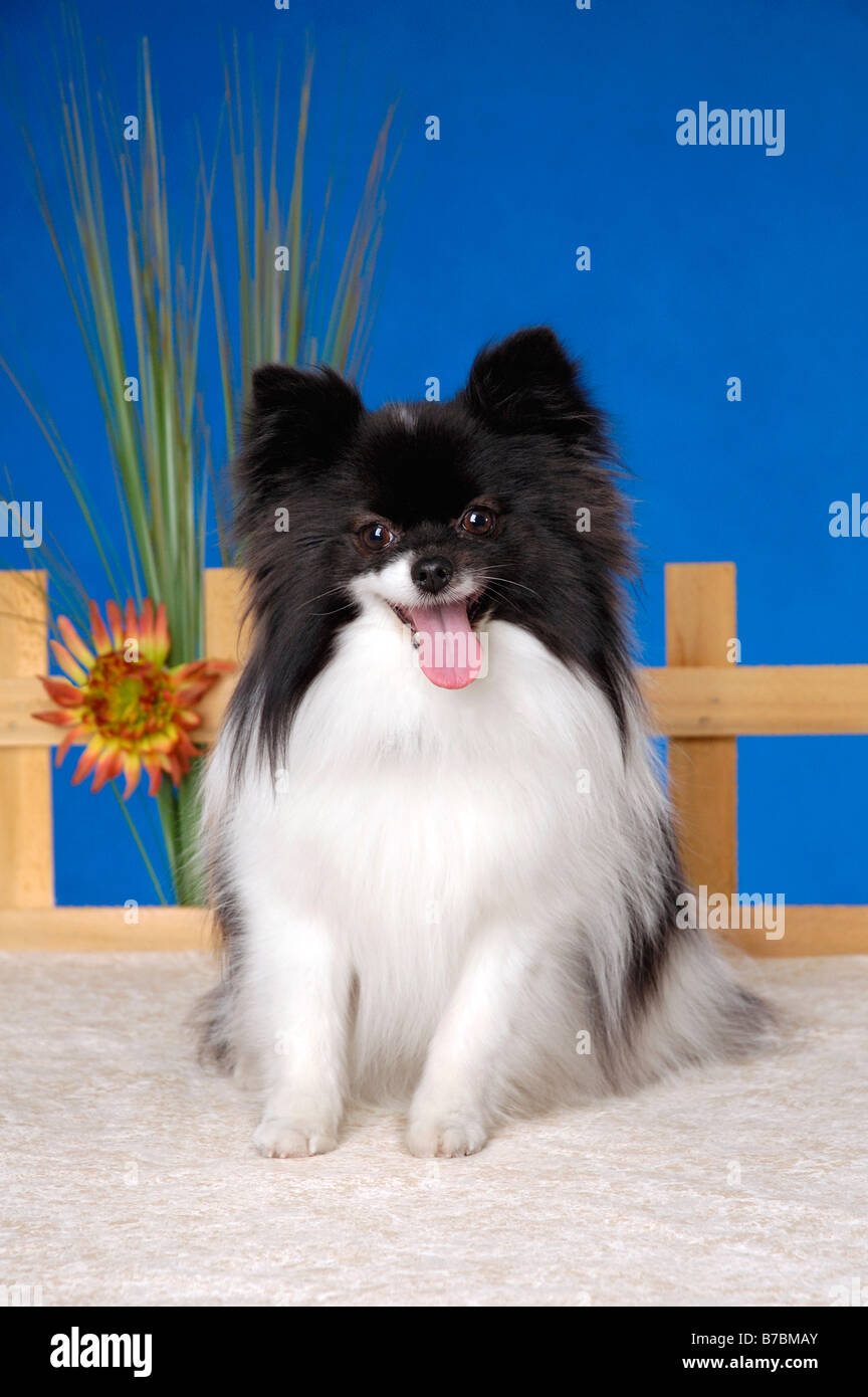 Cane di Papillon Foto Stock