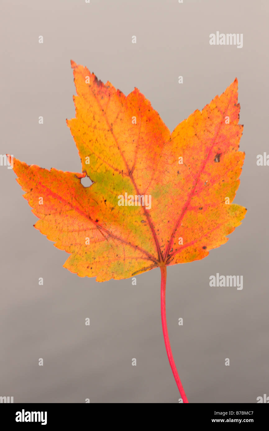 Un rosso maple leaf Foto Stock