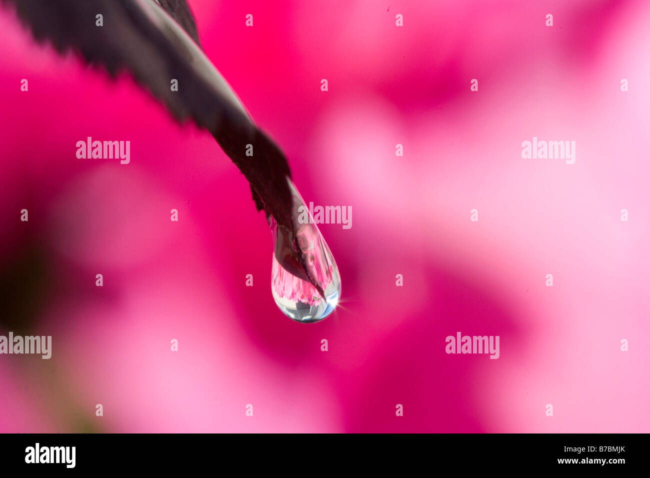 Una gocciolina d'acqua agisce come lente di fiori di immagine in base alla distanza Foto Stock