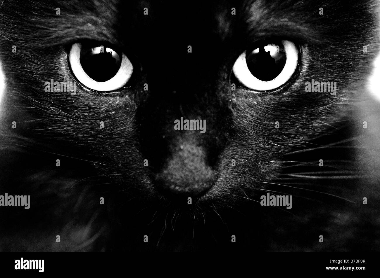 Gatto nero. Gli occhi neri. Close up Foto Stock