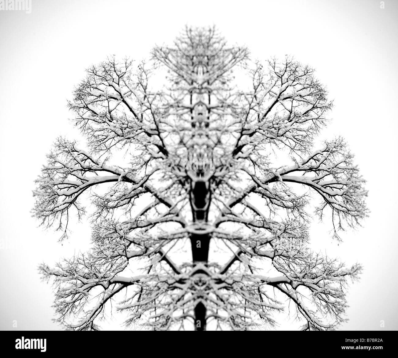 Alberi con neve Foto Stock