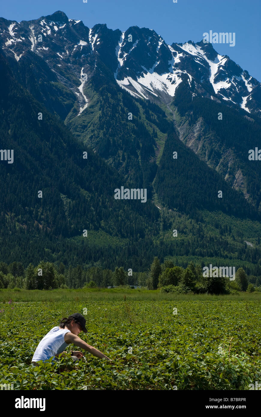 Fragola in Pemberton, BC, Canada Foto Stock