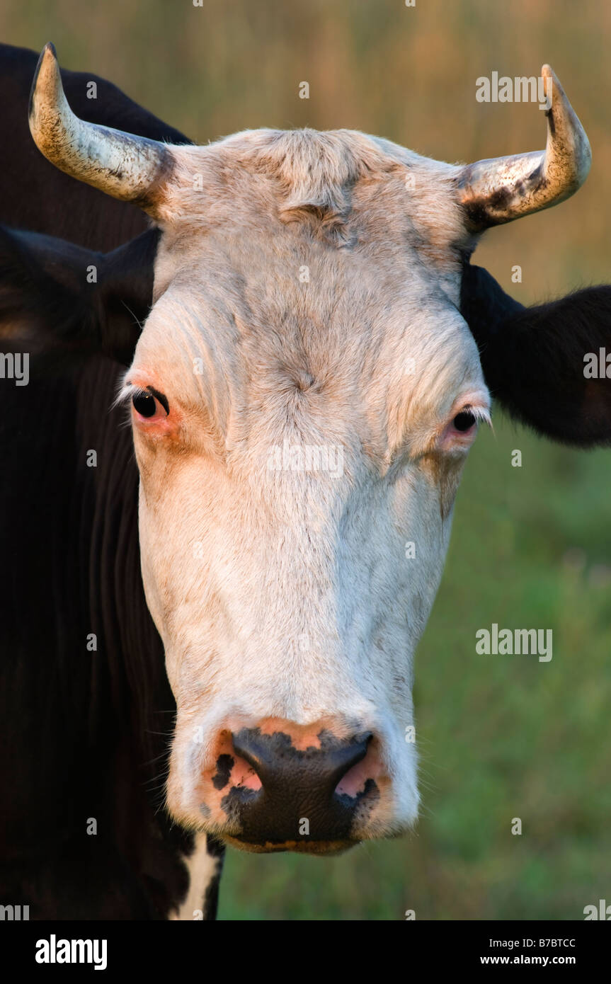 Mucca con i corni Foto Stock