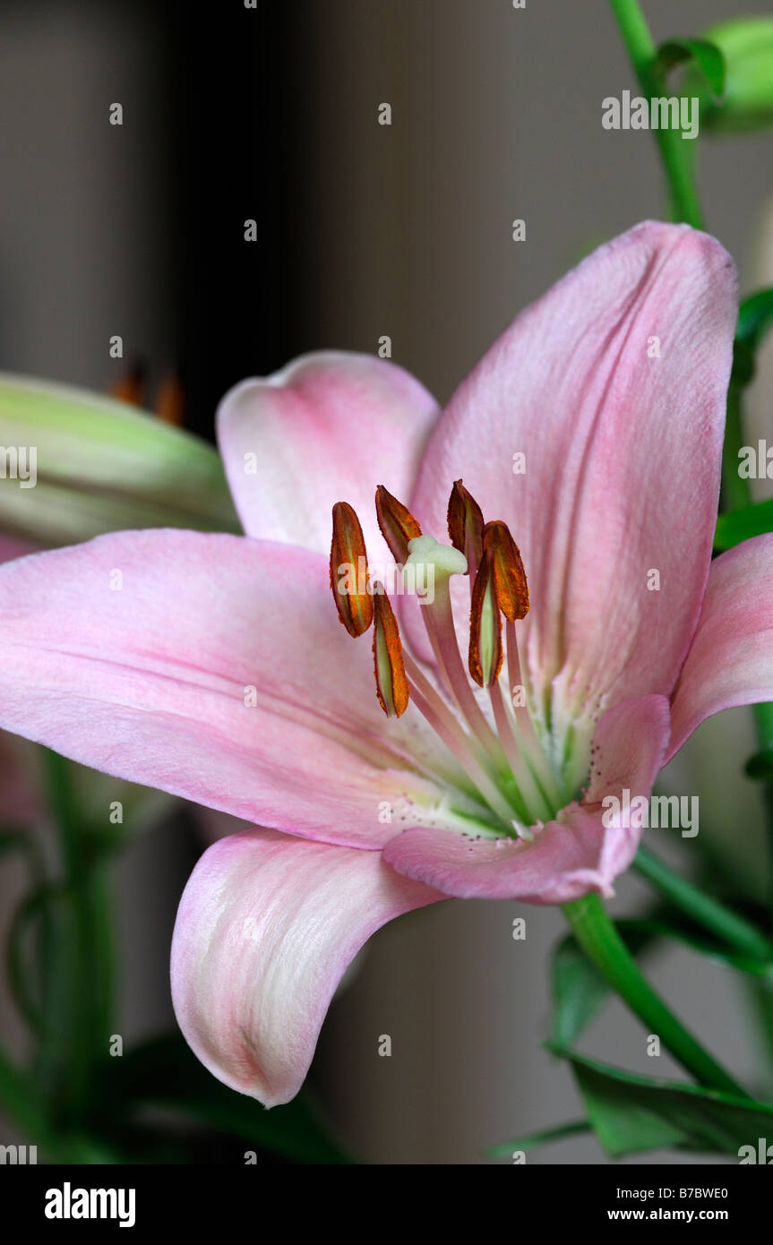 Lilly asiatici orientali rosa flower bloom blossom Foto Stock