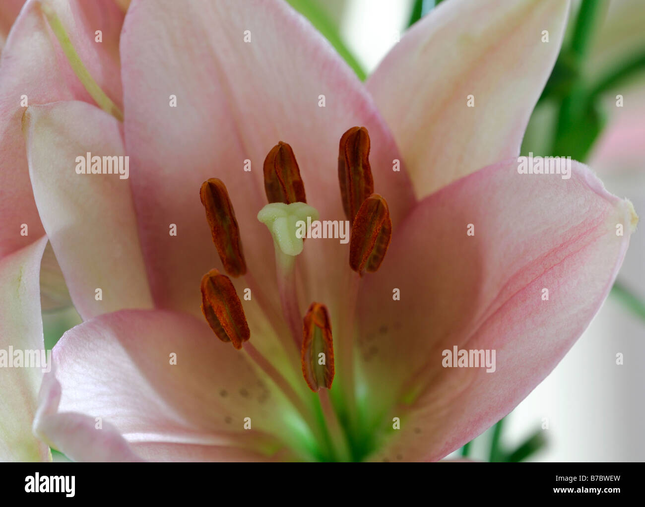 Lilly asiatici orientali rosa flower bloom blossom retroilluminato Foto Stock