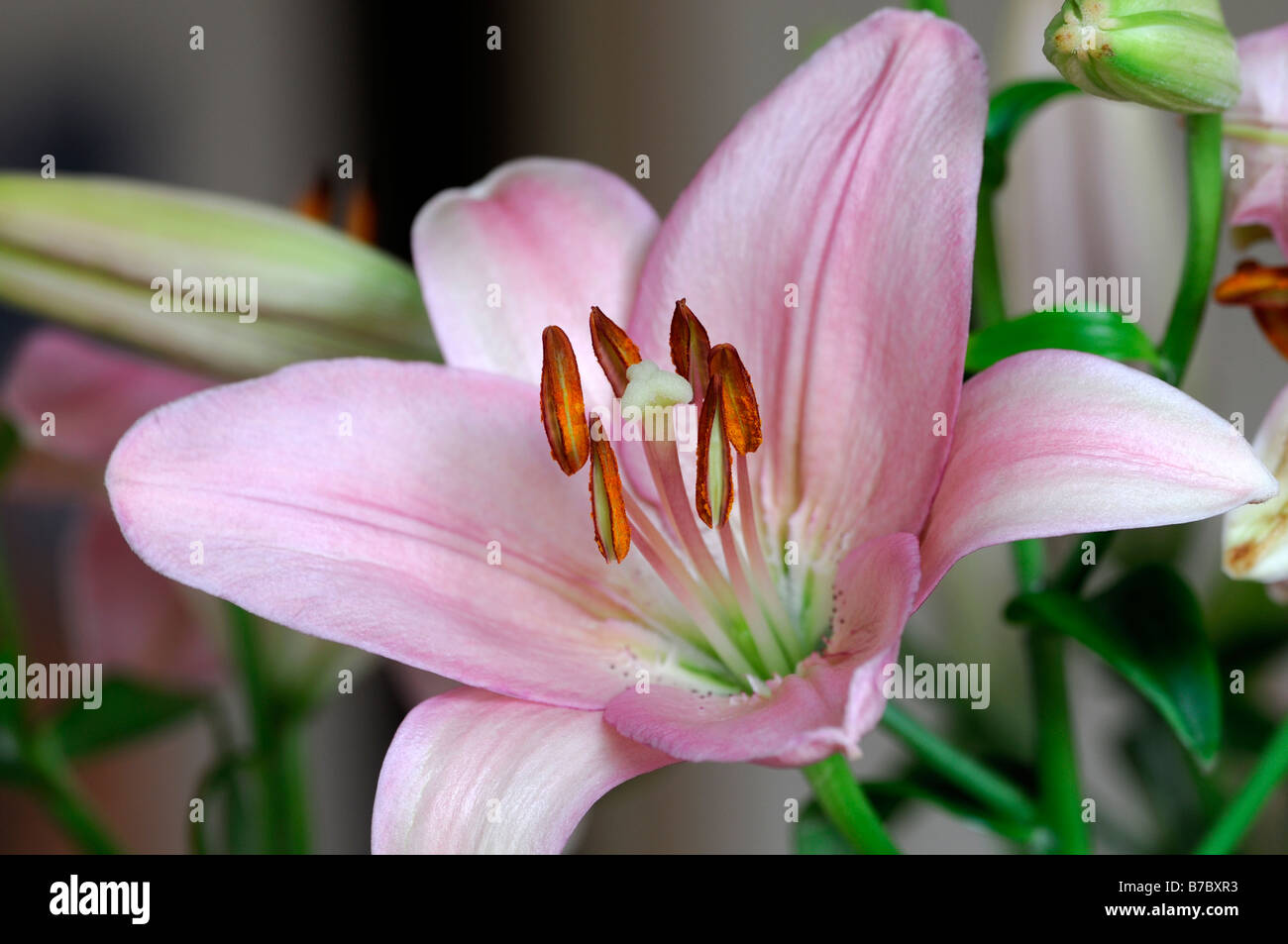 Lilly asiatici orientali rosa flower bloom blossom Foto Stock