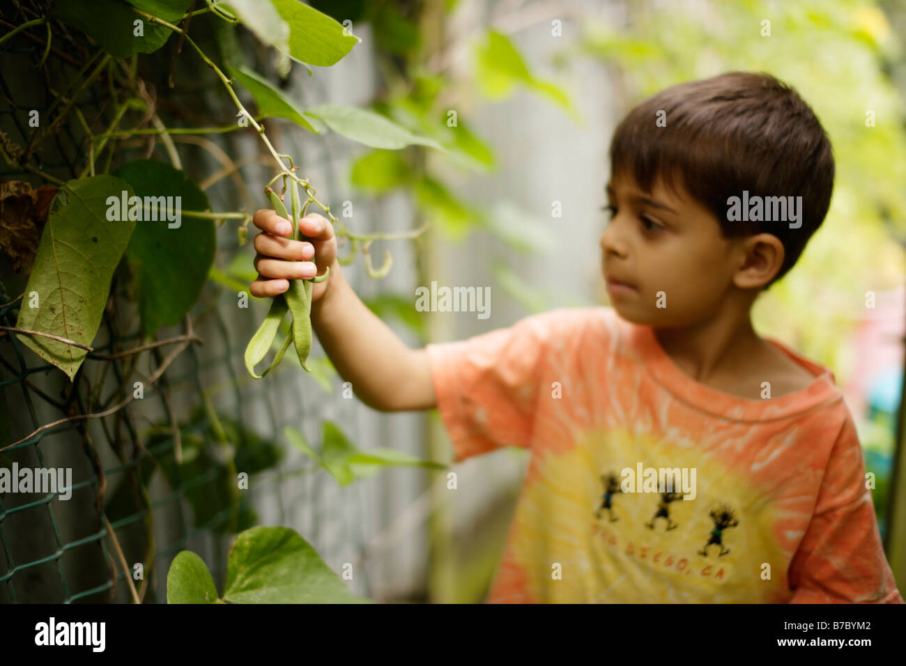 6 anno vecchio ragazzo raccoglie i fagiolini verdi in giardino patch vegetale Foto Stock