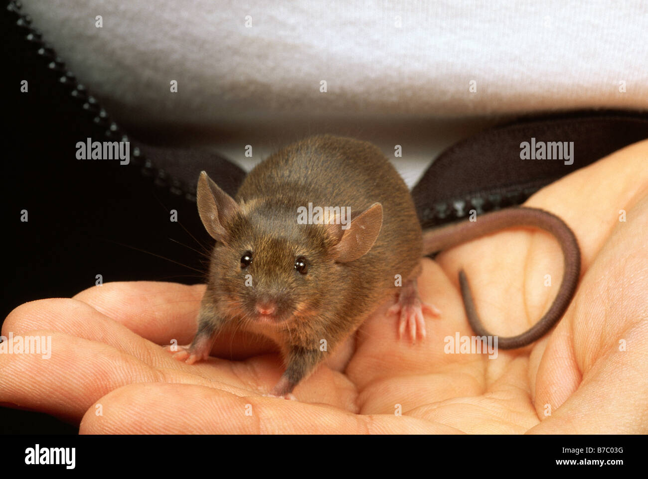 HOUSE MOUSE Mus musculus Foto Stock