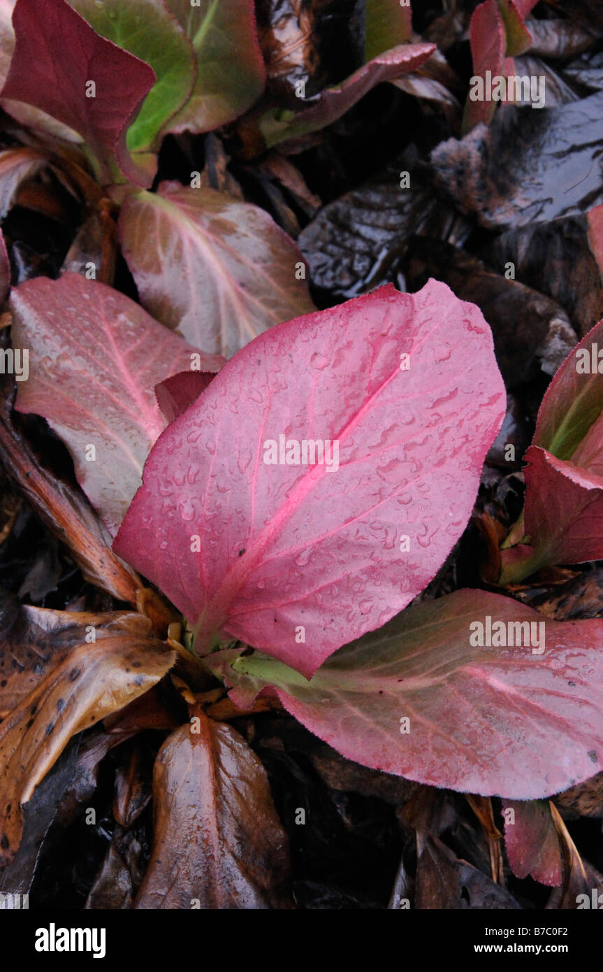 Himalayan (bergenia bergenia stracheyi) Foto Stock