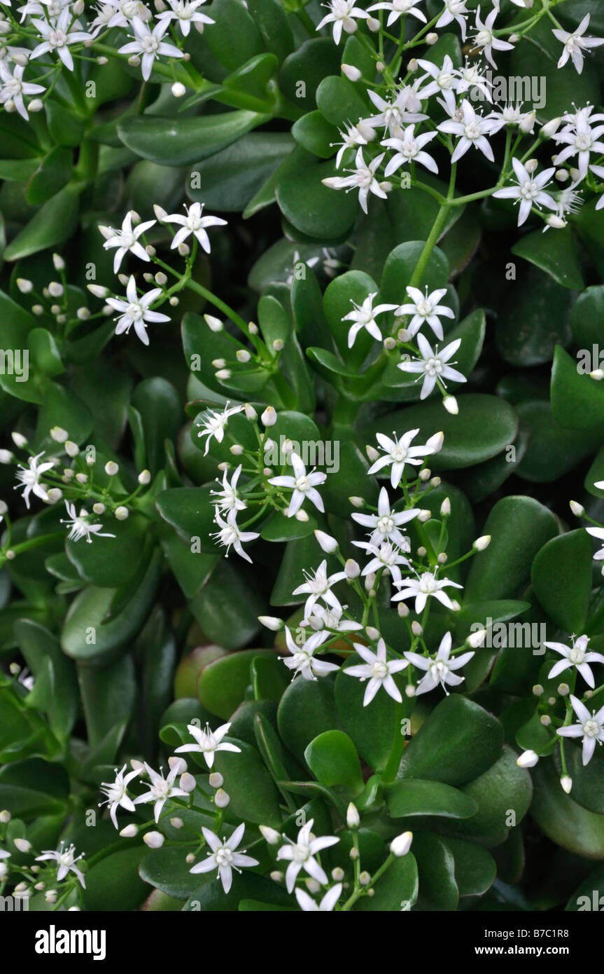 Impianto di giada (crassula ovata) Foto Stock