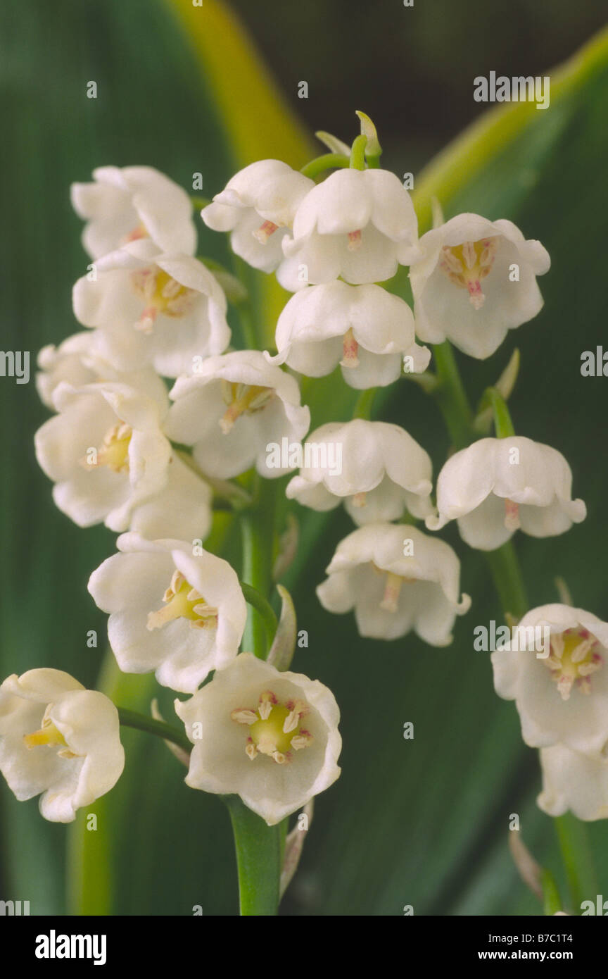 Convallaria majalis 'Hardwick Hall' (Lilly-di-il-valle) foglie sono giallo verdolino variegatura. Foto Stock
