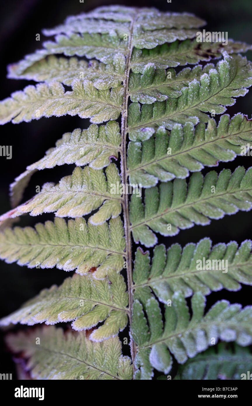 Fern frond green coperto di ghiaccio freddo inverno di ghiaccio trasformata per forte gradiente dura terra abstract Foto Stock