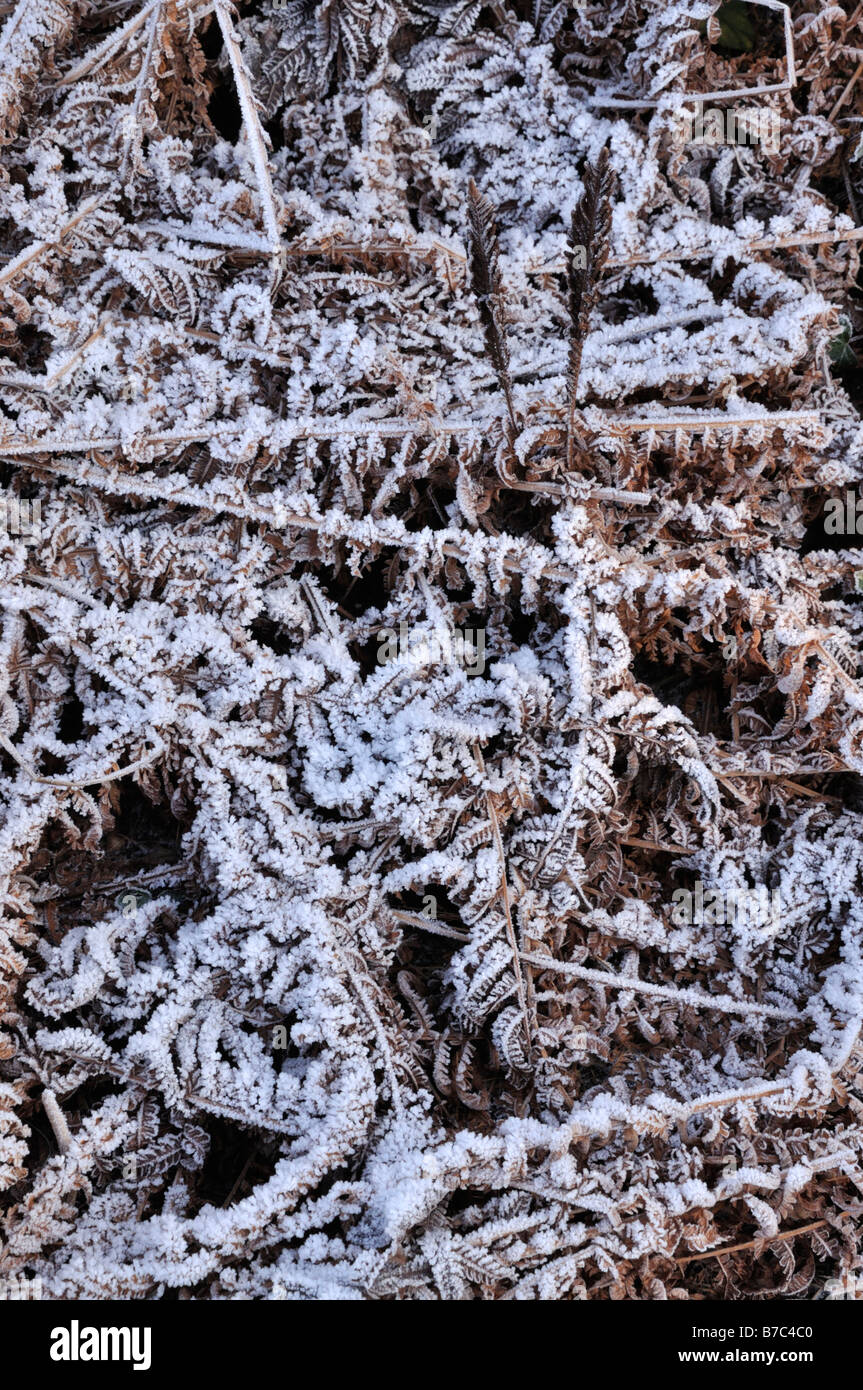 Struzzo (felce Matteuccia struthiopteris) con trasformata per forte gradiente frost Foto Stock