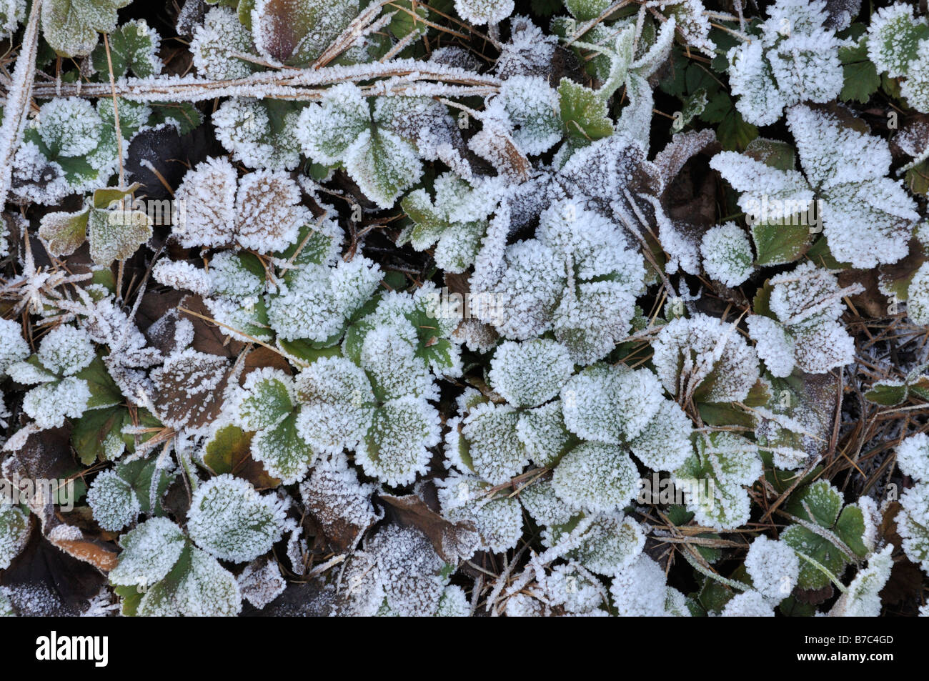 Waldsteinia ternata con trasformata per forte gradiente frost Foto Stock
