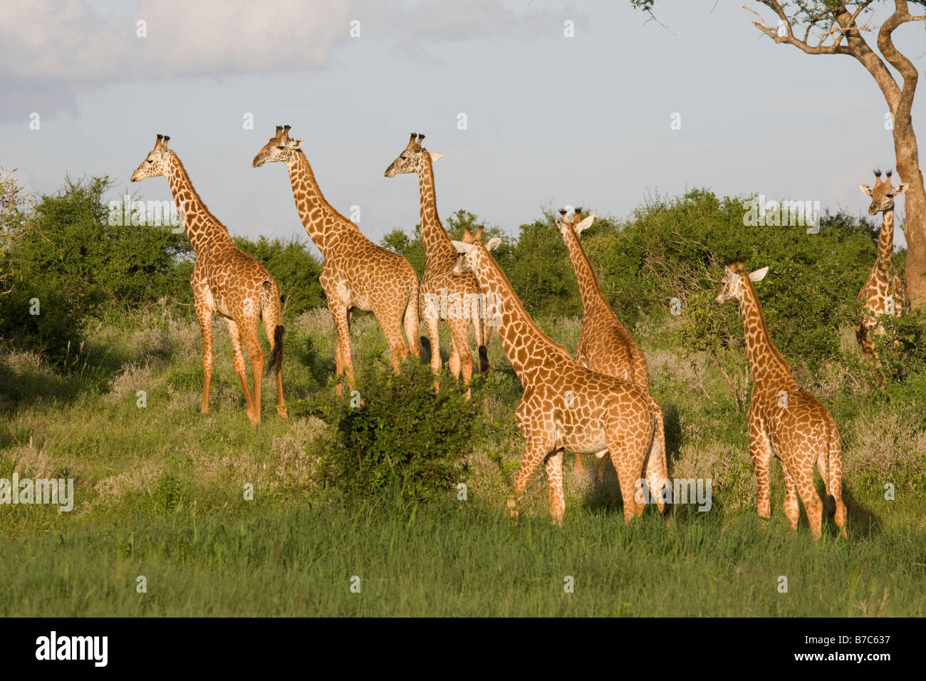 Giraffa camelopardalis Giraffa parco nazionale orientale di Tsavo Kenya Foto Stock