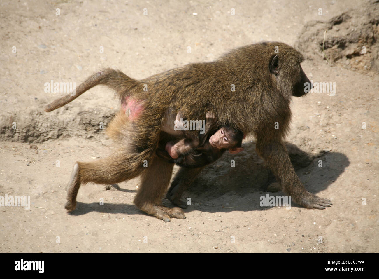 bambino del babbuino Foto Stock