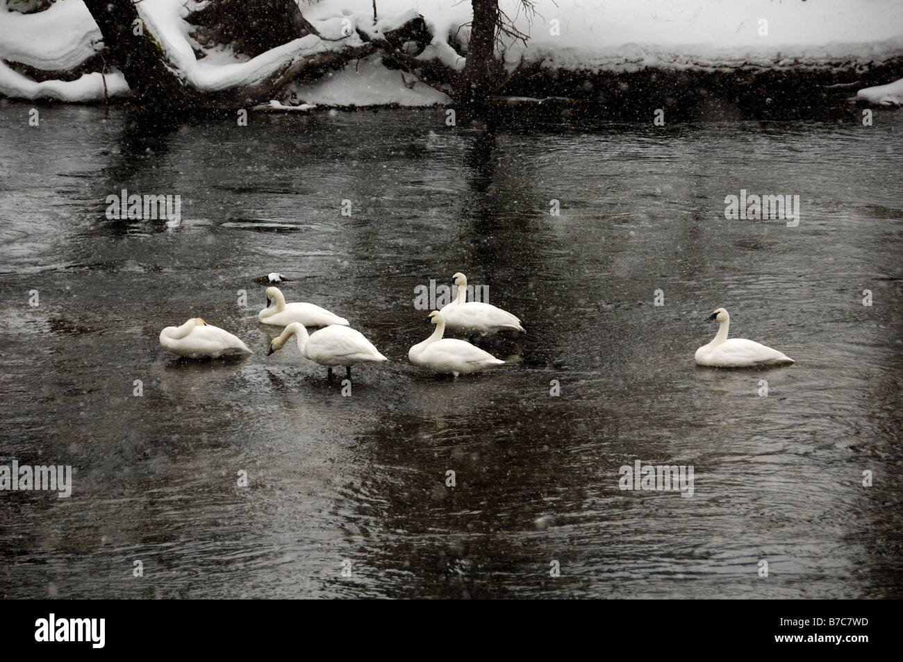 Trumpeter swan nel fiume. Parco Nazionale di Yellowstone, Wyoming negli Stati Uniti. Foto Stock
