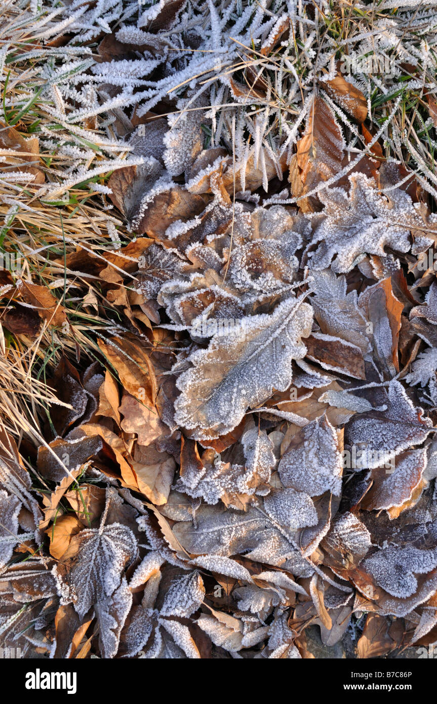 Foglie di quercia con trasformata per forte gradiente frost Foto Stock