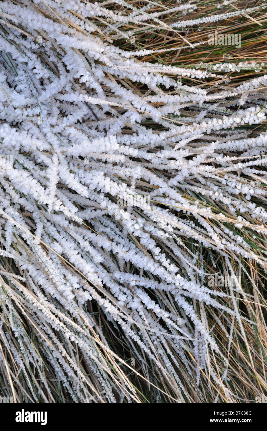 Festuca strisciante (Festuca rubra) con trasformata per forte gradiente frost Foto Stock