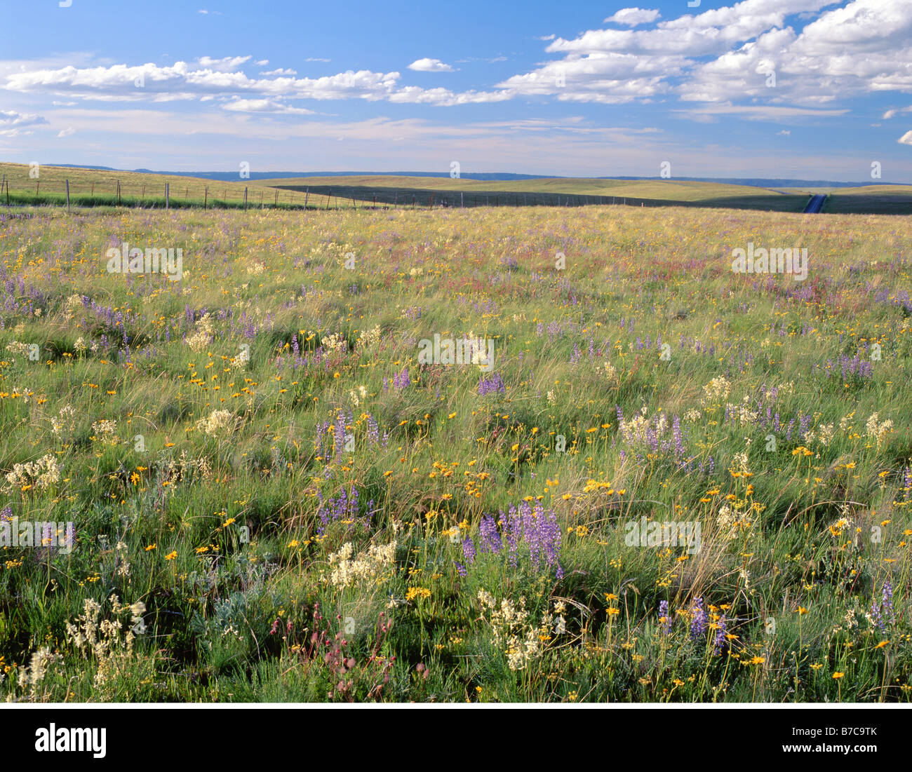 Estate fiore fiori di campo in ne dell'Oregon Wallowa Valley e il Zumwalt Prairie preservare. Foto Stock