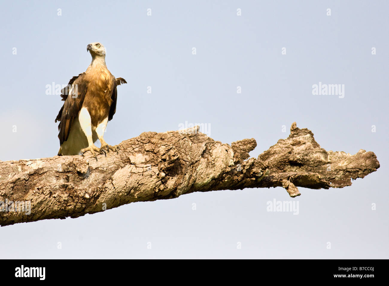 Un wild eagle su un grande ramo di albero Foto Stock