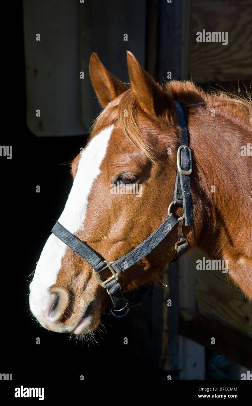 Arabian Horse Head Close-up Foto Stock