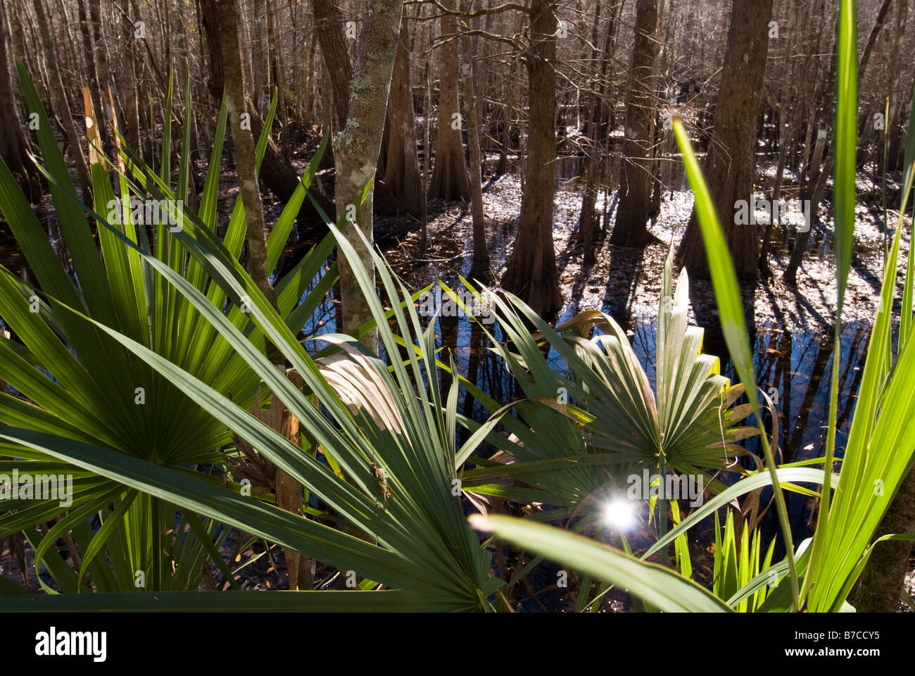 Giovani alberi di palmetto linea i lati dell'I'su Swamp Trail, Carolina del Sud. Foto Stock